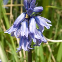 Spanish Bluebell